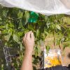Yellow-Cayenne-Pepper-Seeds-Isolated-Plant