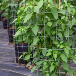 Yellow-Cayenne-Pepper-Seeds-Plant