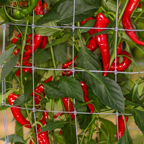 Close-up of Maules Red pepper plant with ripe red chili pods hanging from green foliage