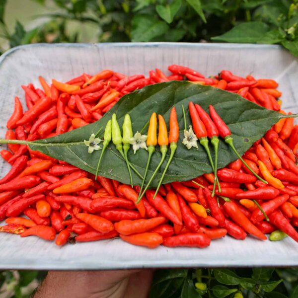 Grow Virgil T Ainsworth Rooster Spur in your garden today and experience the best Capsicum frutescens there is!