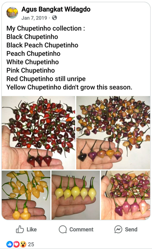 Augus Bangkat Widagdo is the breeder of Black Peach Chupetinho