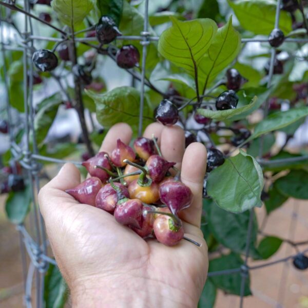 Hand holding ripe Black Peach Chupetinho peppers with purple and peach coloring, growing on a compact Capsicum chinense plant
