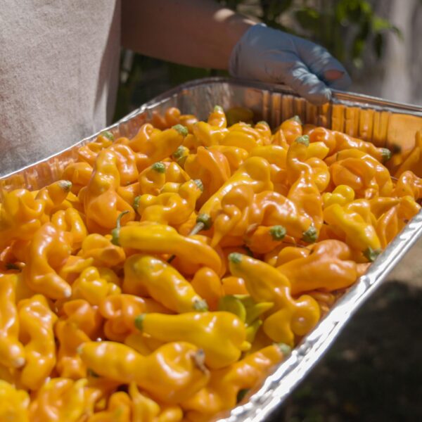 A pan filled with ripe golden-orange Erotico peppers glowing in direct sunlight.