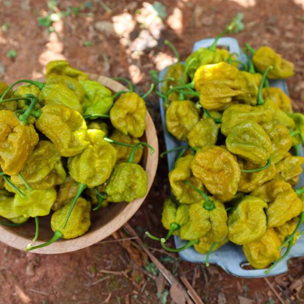 Harvested Big Mustard Mama peppers in a bowl, mustard-olive color.
