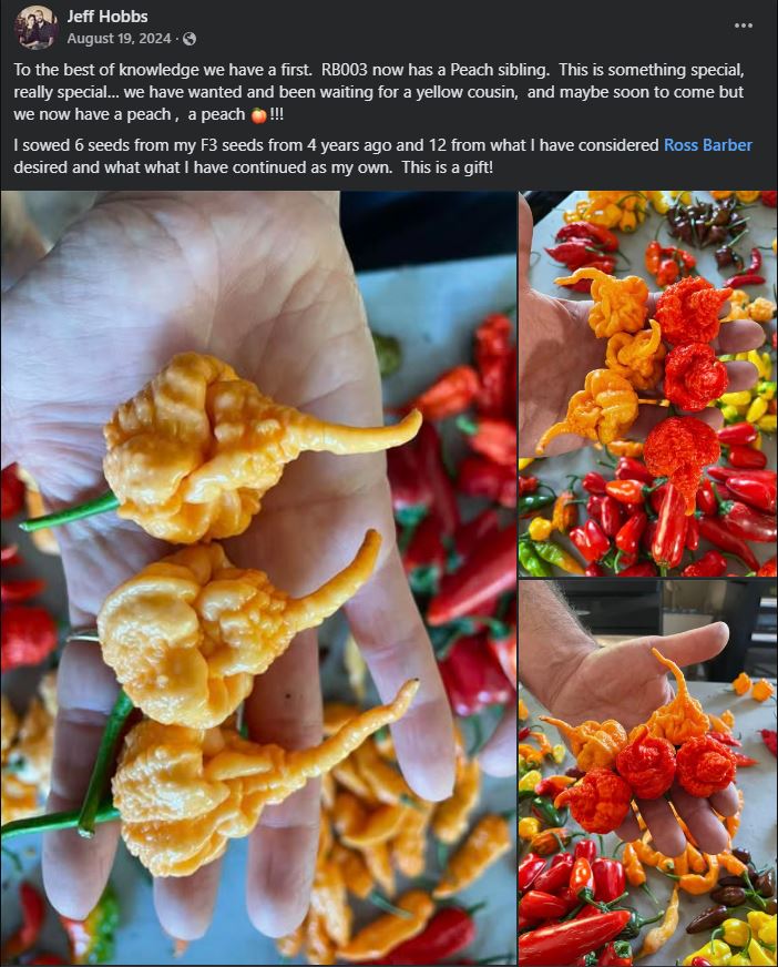 Close-up photos of peach-colored superhot peppers with long tails and bumpy textures, held in hand and displayed among red and orange chili varieties on a table.