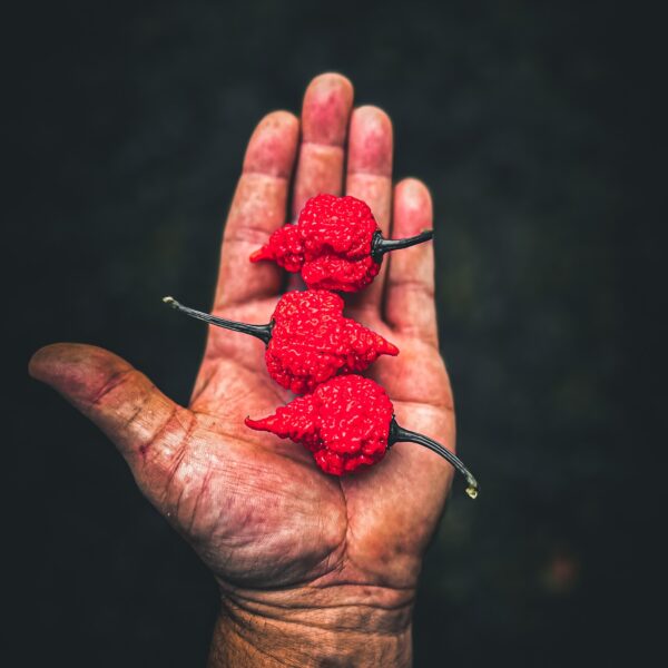 Hand holding three RB003 superhot peppers with wrinkled, scorpion-like shapes.
