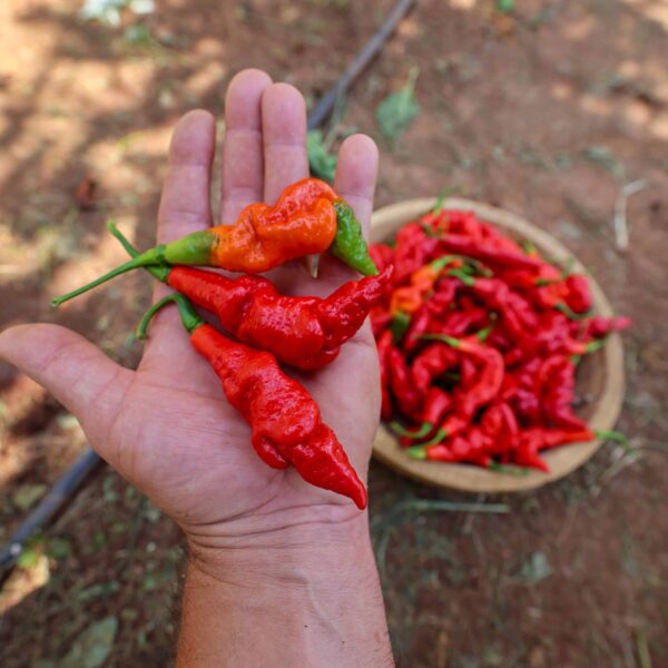 SRTSL Pepper Seeds – Sara Ragoonanan Trinidad Scorpion Long, the original Trinidad superhot chile that gave rise to Moruga, 7 Pot, and Bhut Jolokia.