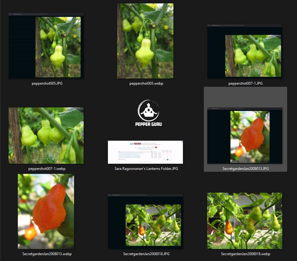 Archived images from Sara Ragoonanan’s old Photobucket “Trini Lantern” folder showing Trinidad Scorpion and lantern-shaped pepper plants and pods from the early superhot era.