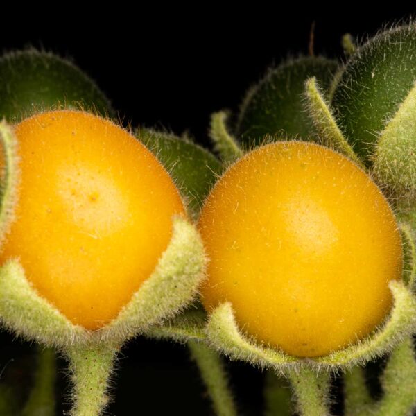 Cluster of ripe Solanum abutiloides fruits hanging from branches near Cuevas Waterfall, Bolivia, glowing golden-orange among green foliage.
