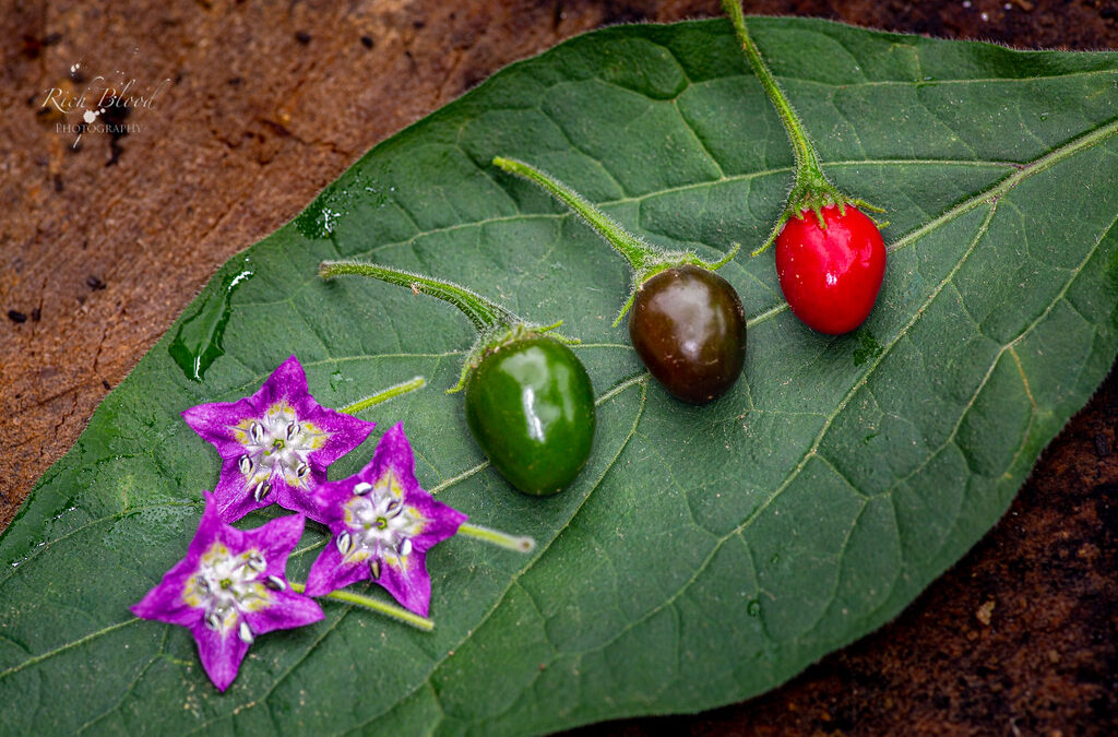 Locopica | Capsicum arachnoideum Demystified