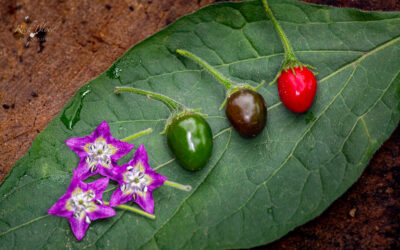 Locopica | Capsicum arachnoideum Demystified