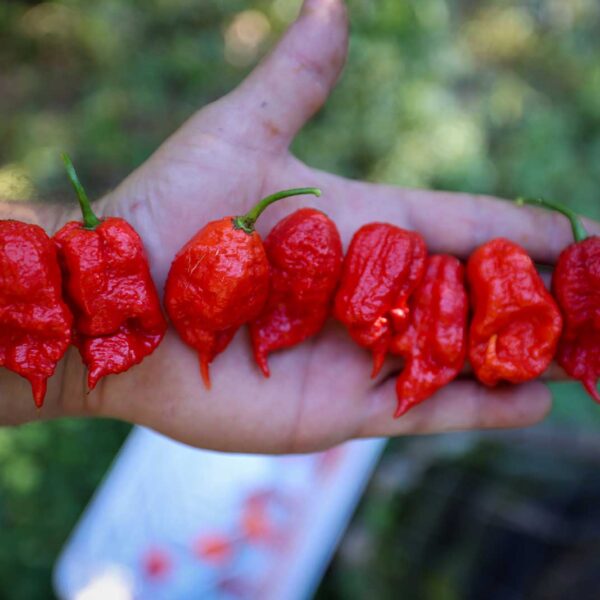Primotalii Pepper Seeds