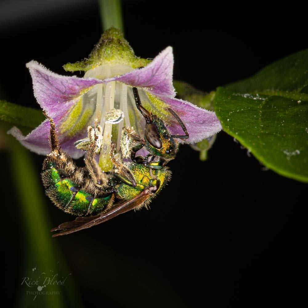 Augochlorini sp pollinates a Capsicum flower