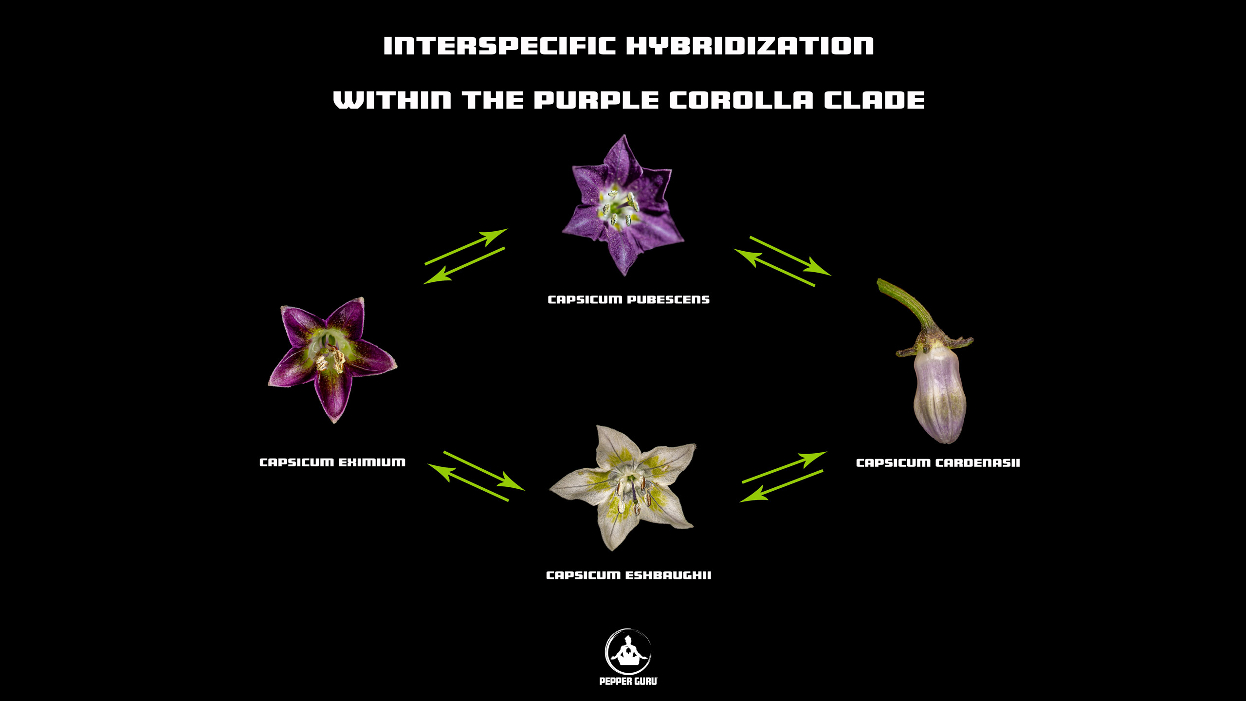 Interspecific Hybridization Within The Capsicum Purple Corolla Clade