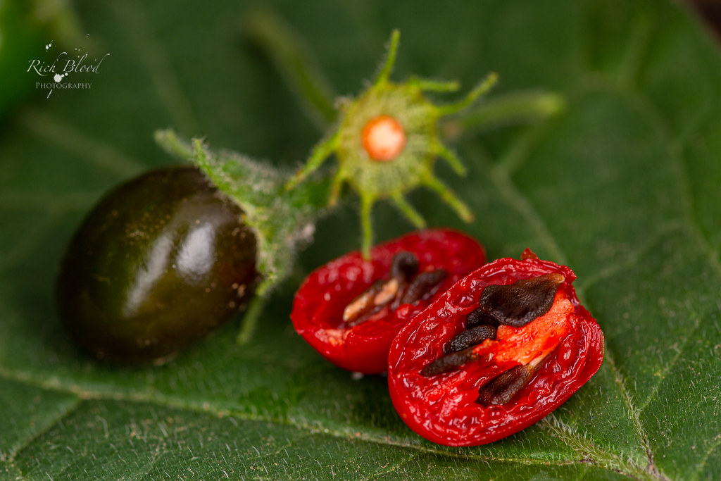 Locopica F1 Seed Color and Calyx Morphology