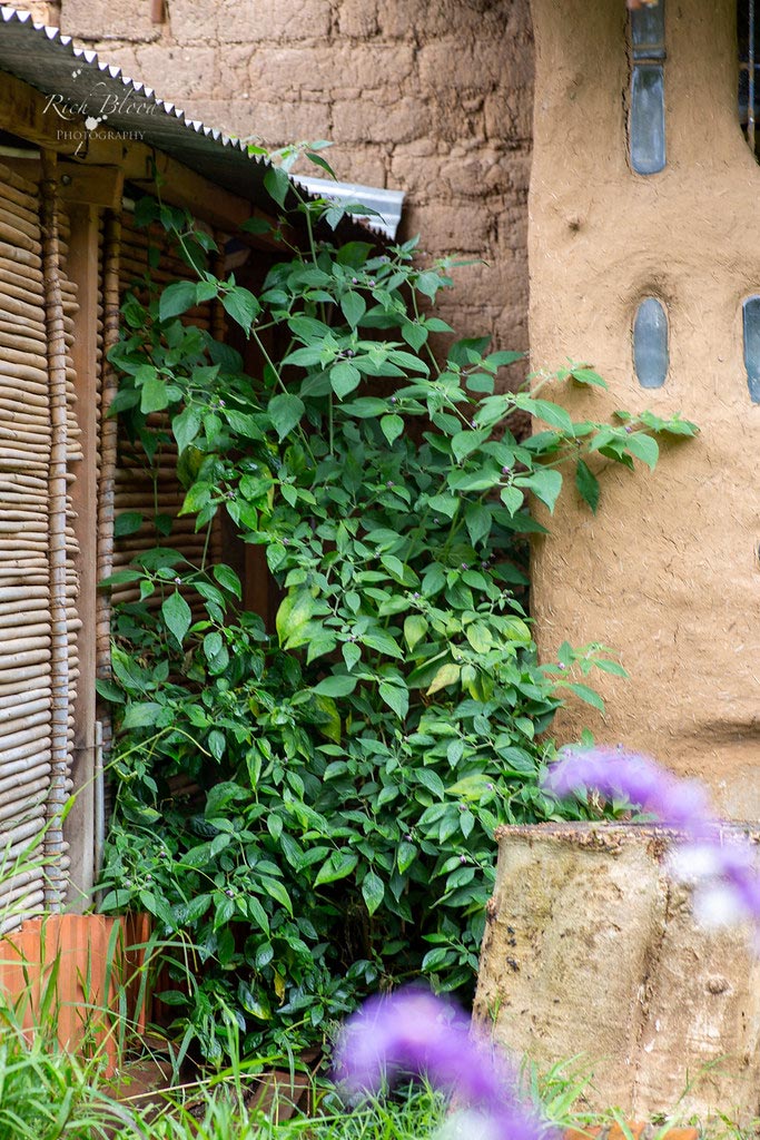 Locopica F1 Plant at Casa Lynda in Samaipata, Bolivia