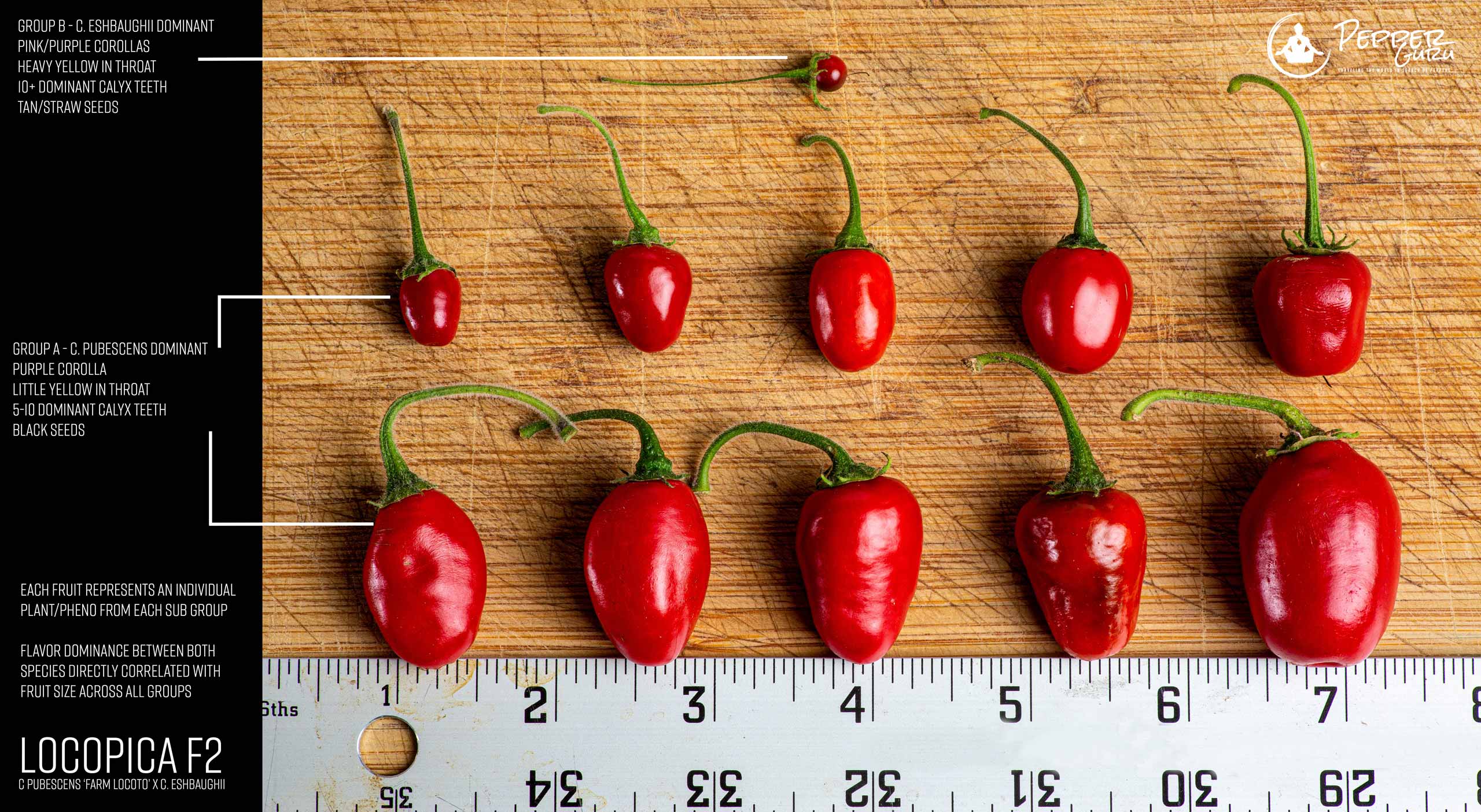 Locpica F2 Phenotypes