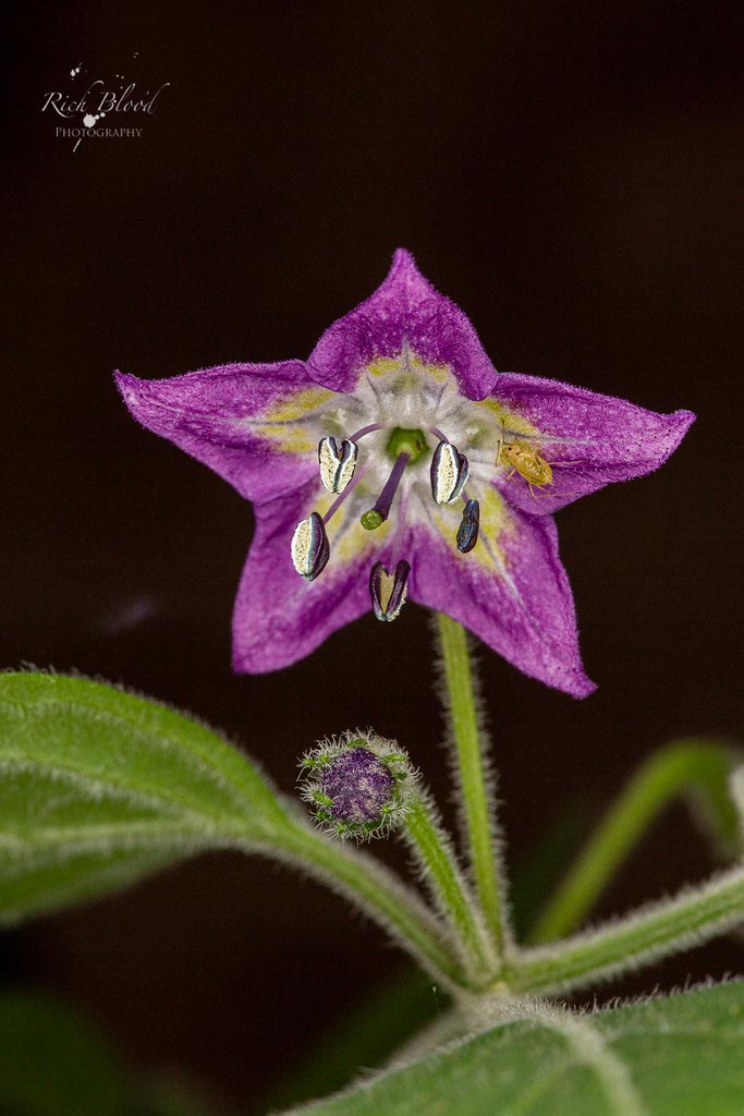 Locopica Flower Morphology