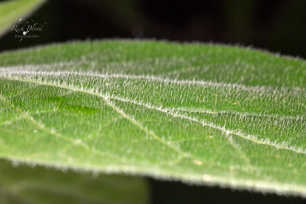 Locopica Trichome Morphology
