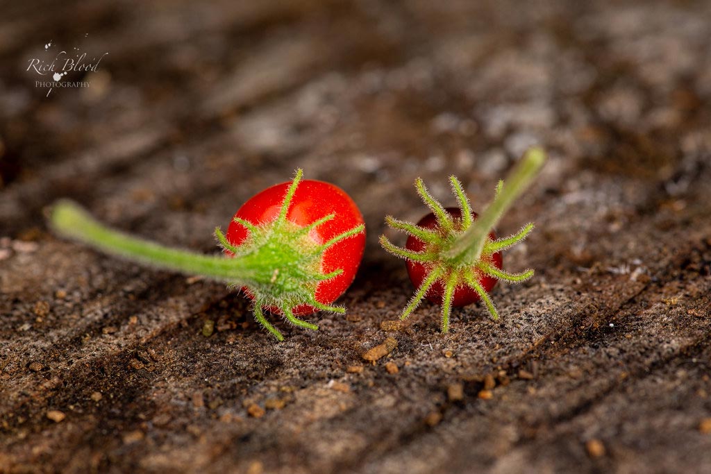 Locopica vs C eshbaughii Calyx Morphology