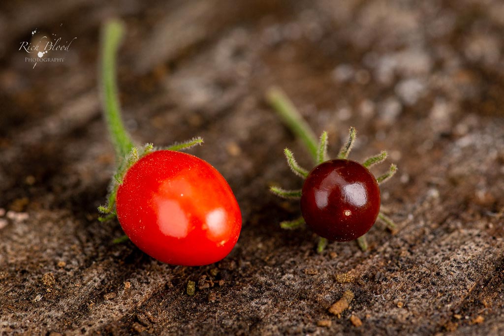 Locopica vs C eshbaughii Fruit Shape