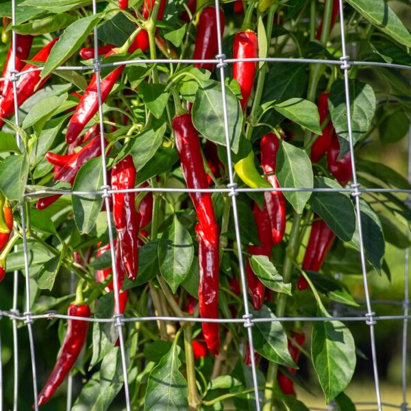 Korean Gochu Pepper Seeds