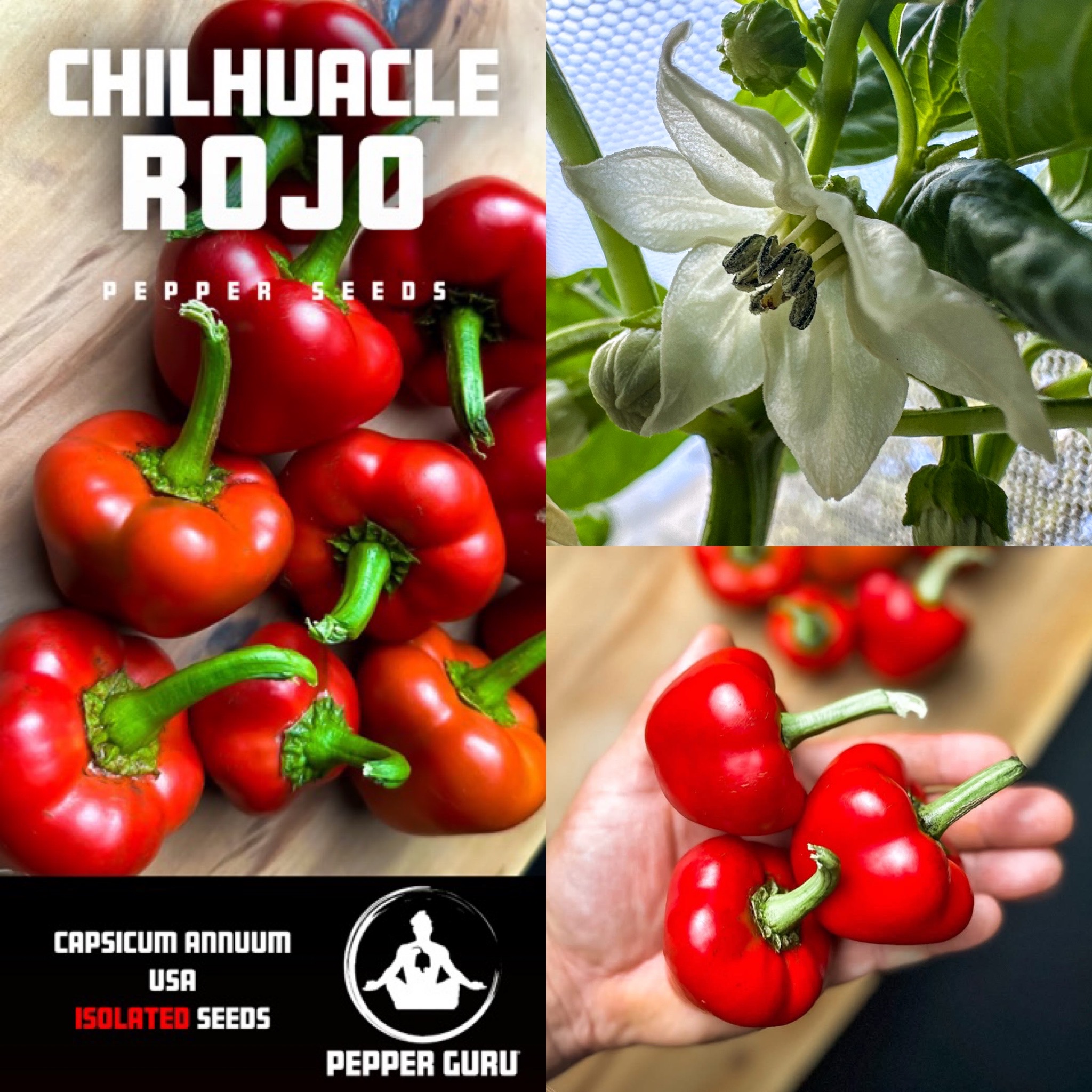 Chilhuacle Rojo Pepper Seeds from Pepper Guru