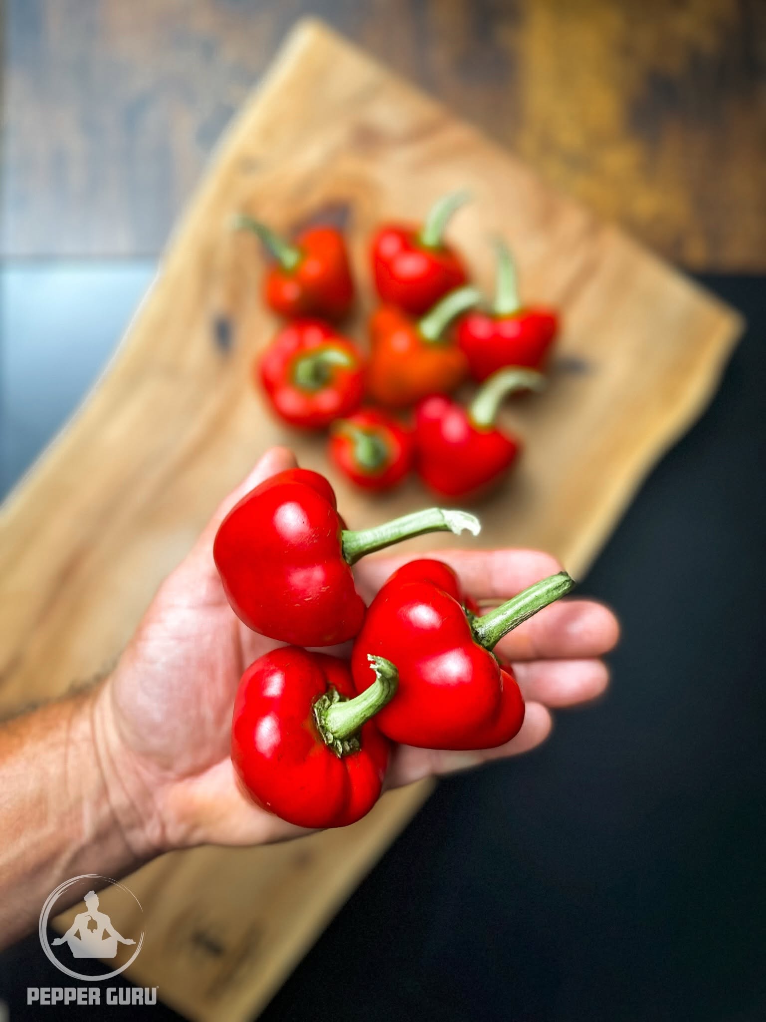 Chilhuacle Rojo Pepper Seeds Fruit In Hand