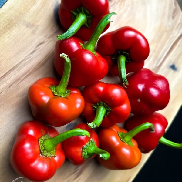 Chilhuacle Rojo peppers showing vibrant red heart-shaped fruits