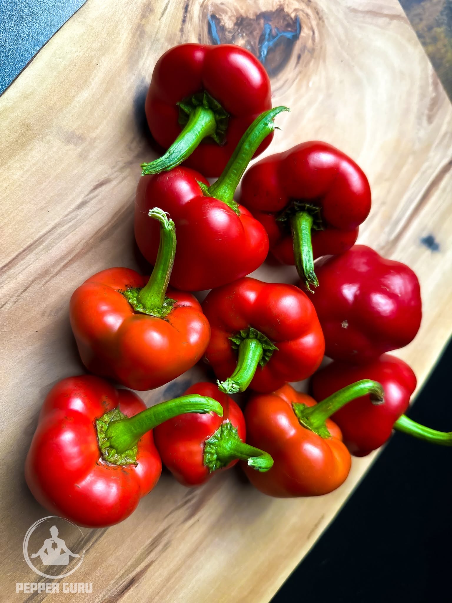 Chilhuacle Rojo peppers showing vibrant red heart-shaped fruits