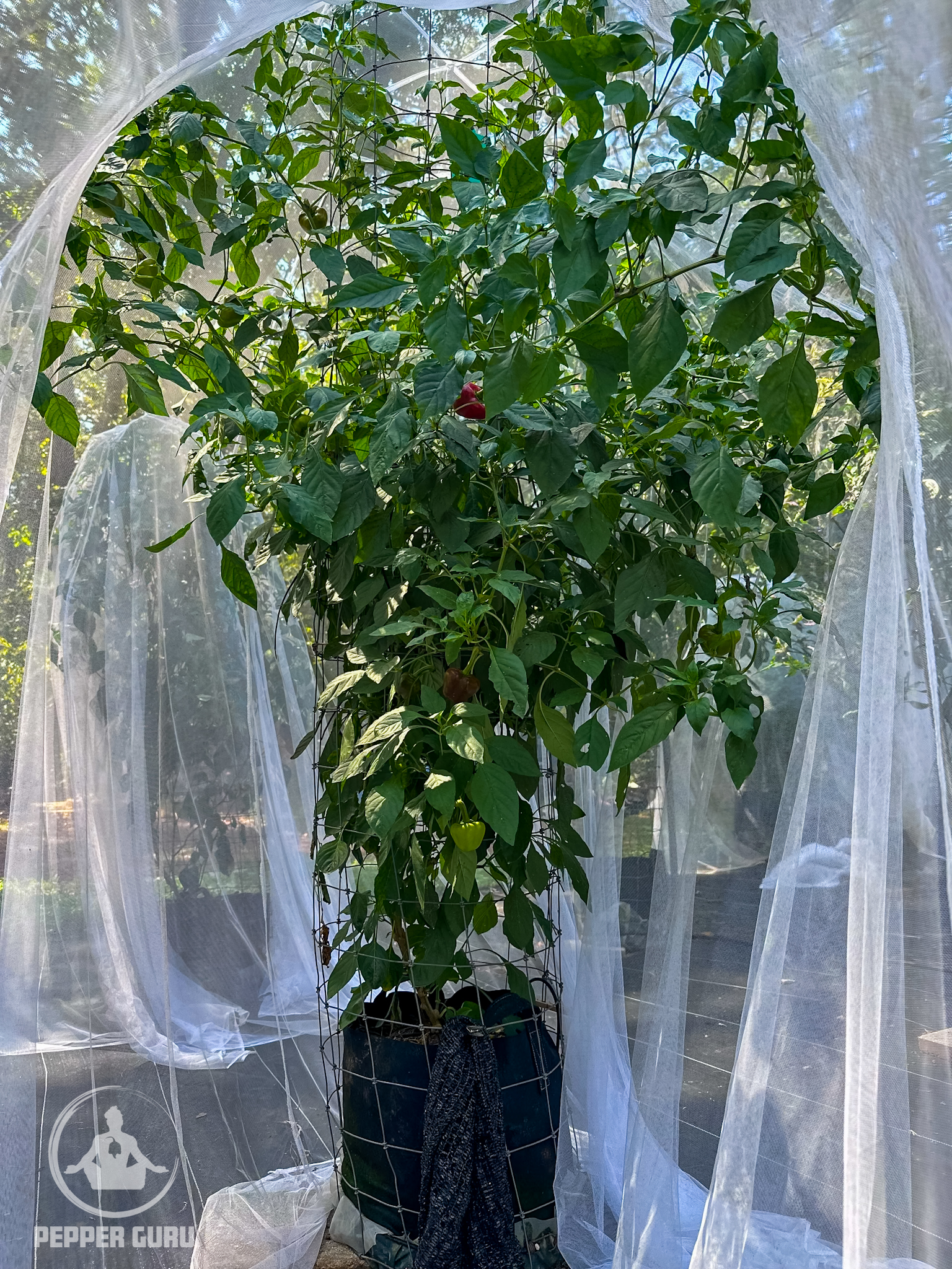 Chilhuacle Rojo Hybrid Plant After Harvesting