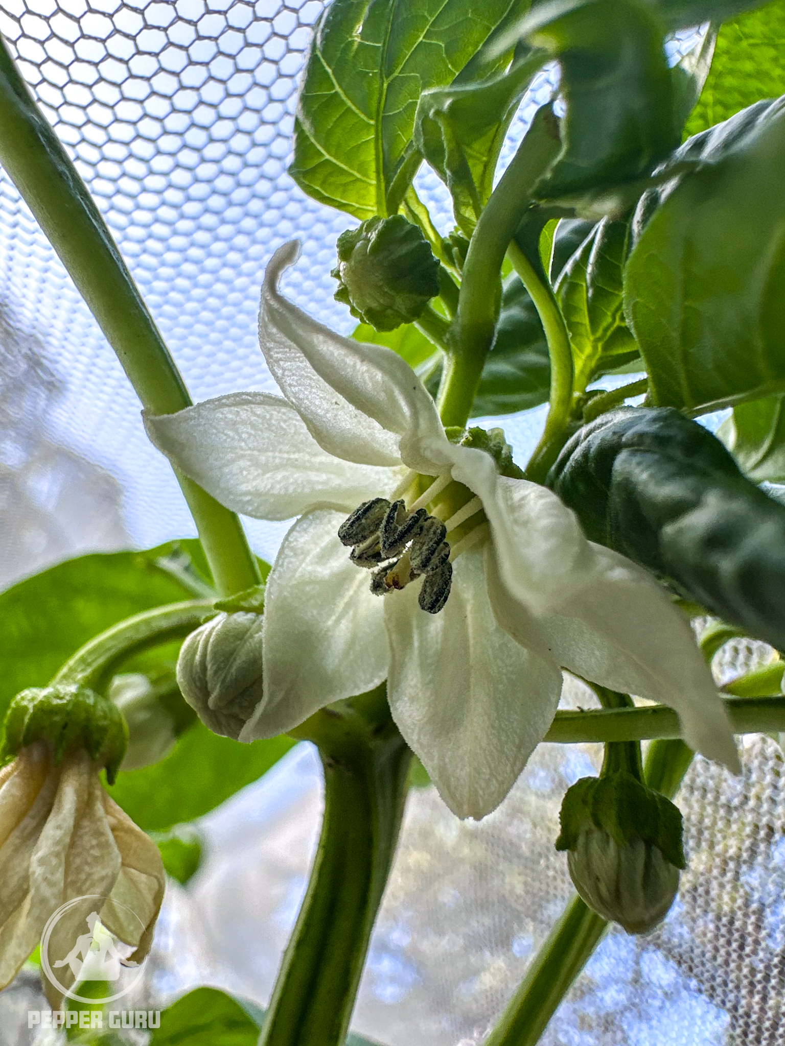 Chilhuacle Rojo Flower