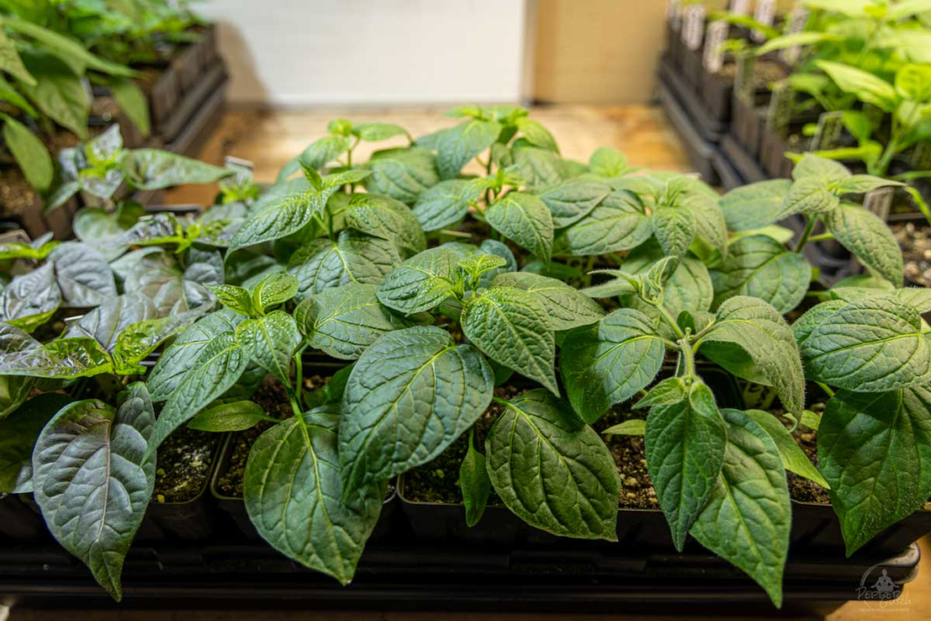 Rapid-grown Capsicum pubescens seedlings under high-intensity LEDs, demonstrating vigorous development in under 4 weeks from seed being sown.