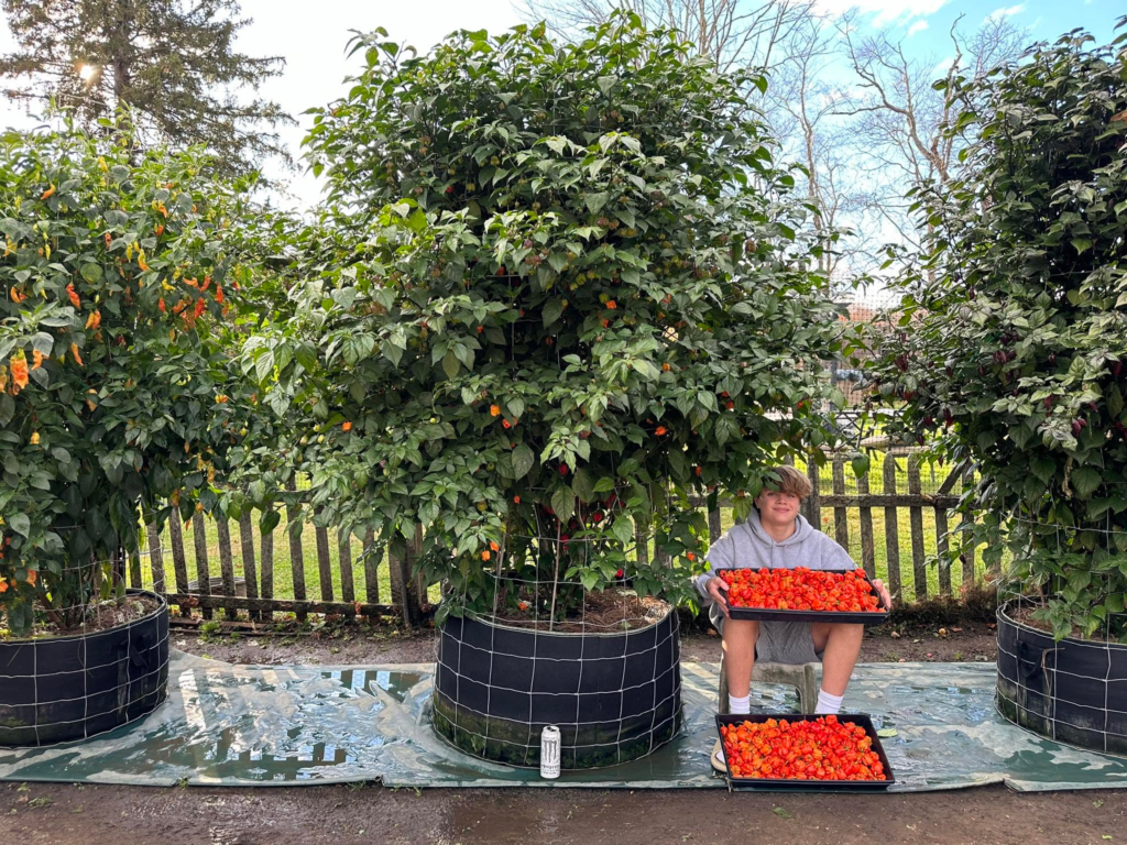 Brian Hamilton's son surrounded by massive, five-month-old pepper plants and trays overflowing with freshly harvested superhots in Pomfret, Connecticut. These aren't even his 23-pound Dorset Naga. Just another example of what first-year plants can achieve when the fundamentals are dialed in.