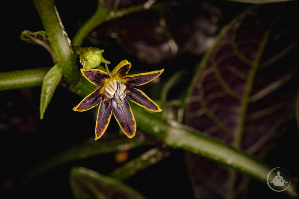 Rare wild Capsicum collections are among the few plants I still make room to preserve through winter.