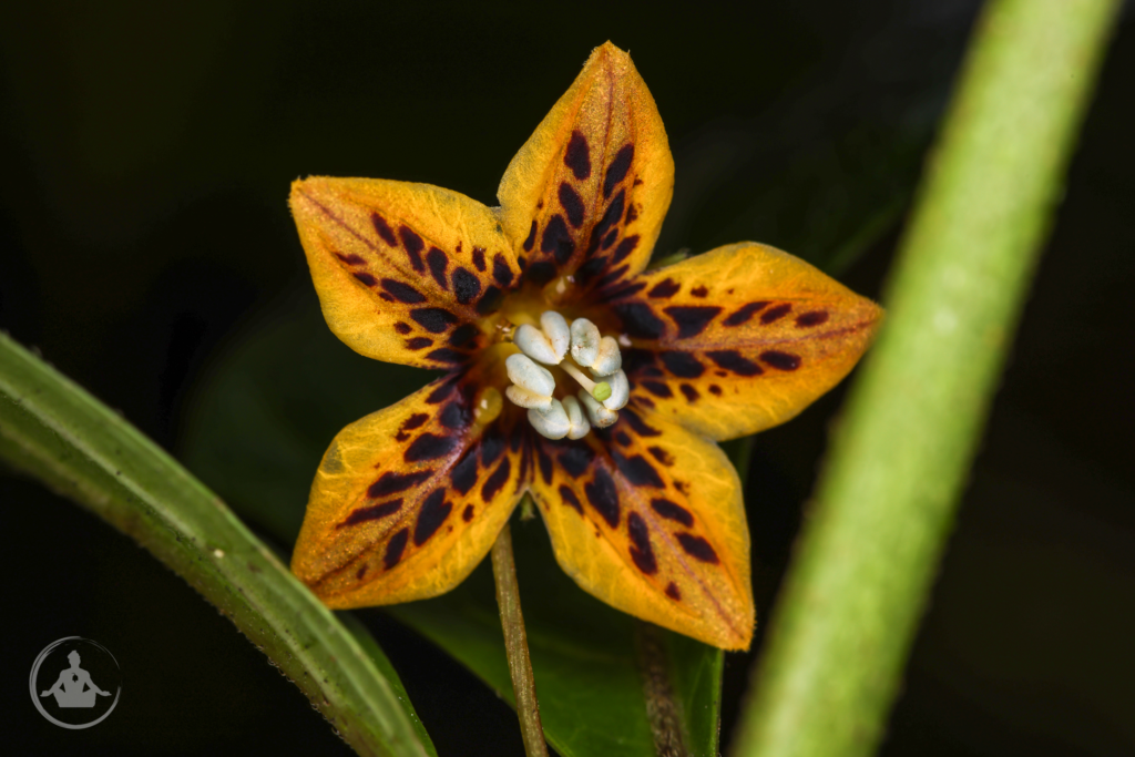 Some pepper plants are worth keeping for reasons that have nothing to do with yield. Rare wild Capsicum genetics, like this beautifully patterned C. geminifolium flower from Colombia, are among the few I'll still make room for indoors when winter arrives.