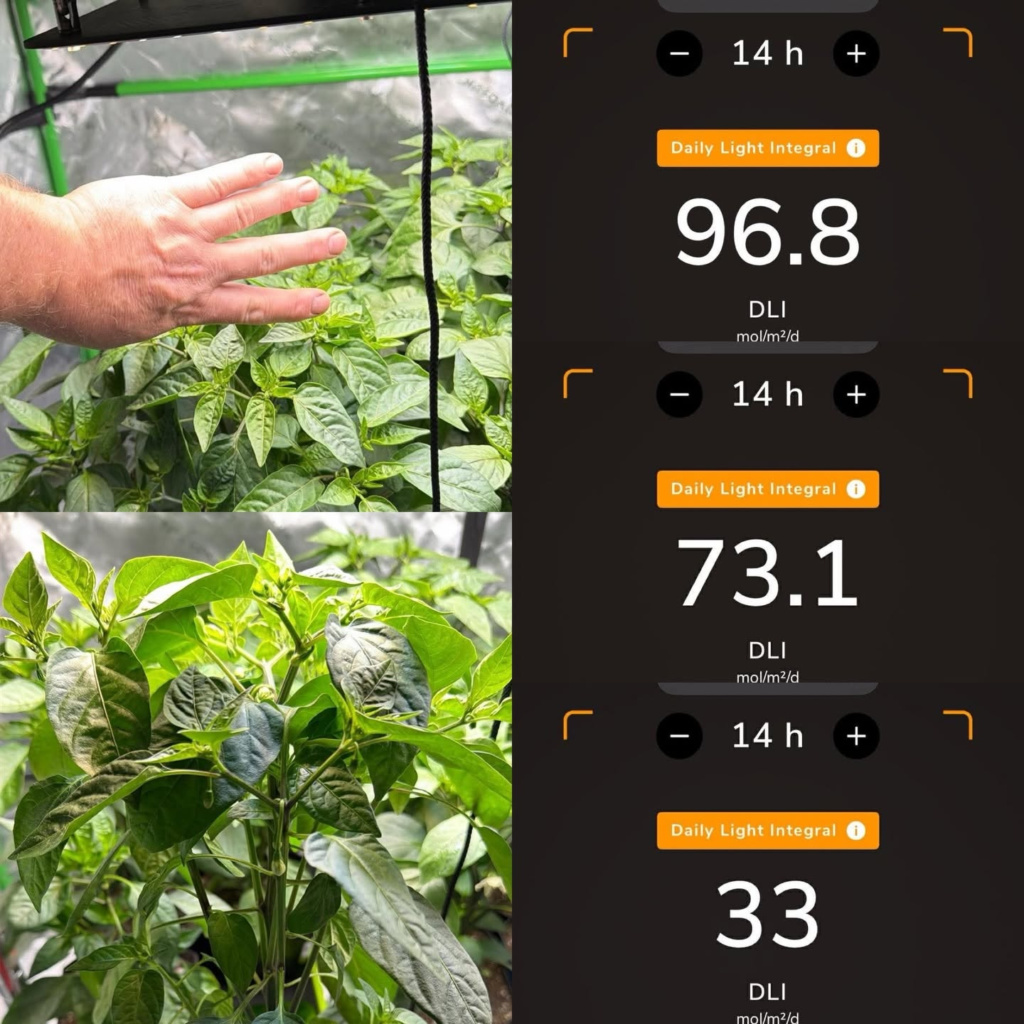 Top of canopy to inner canopy DLI readings on rapidly growing Capsicum seedlings. Photo by Jimmy Clark, member of Pepper Growing Fundamentals group on Facebook.