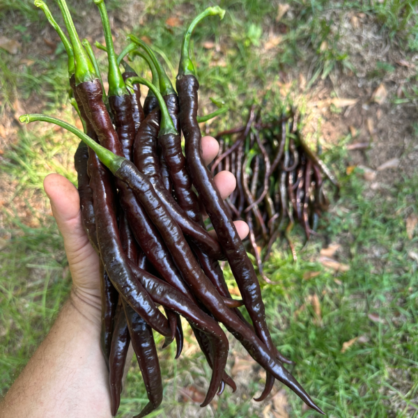 Lazzaretto Chocolate Pepper Seeds