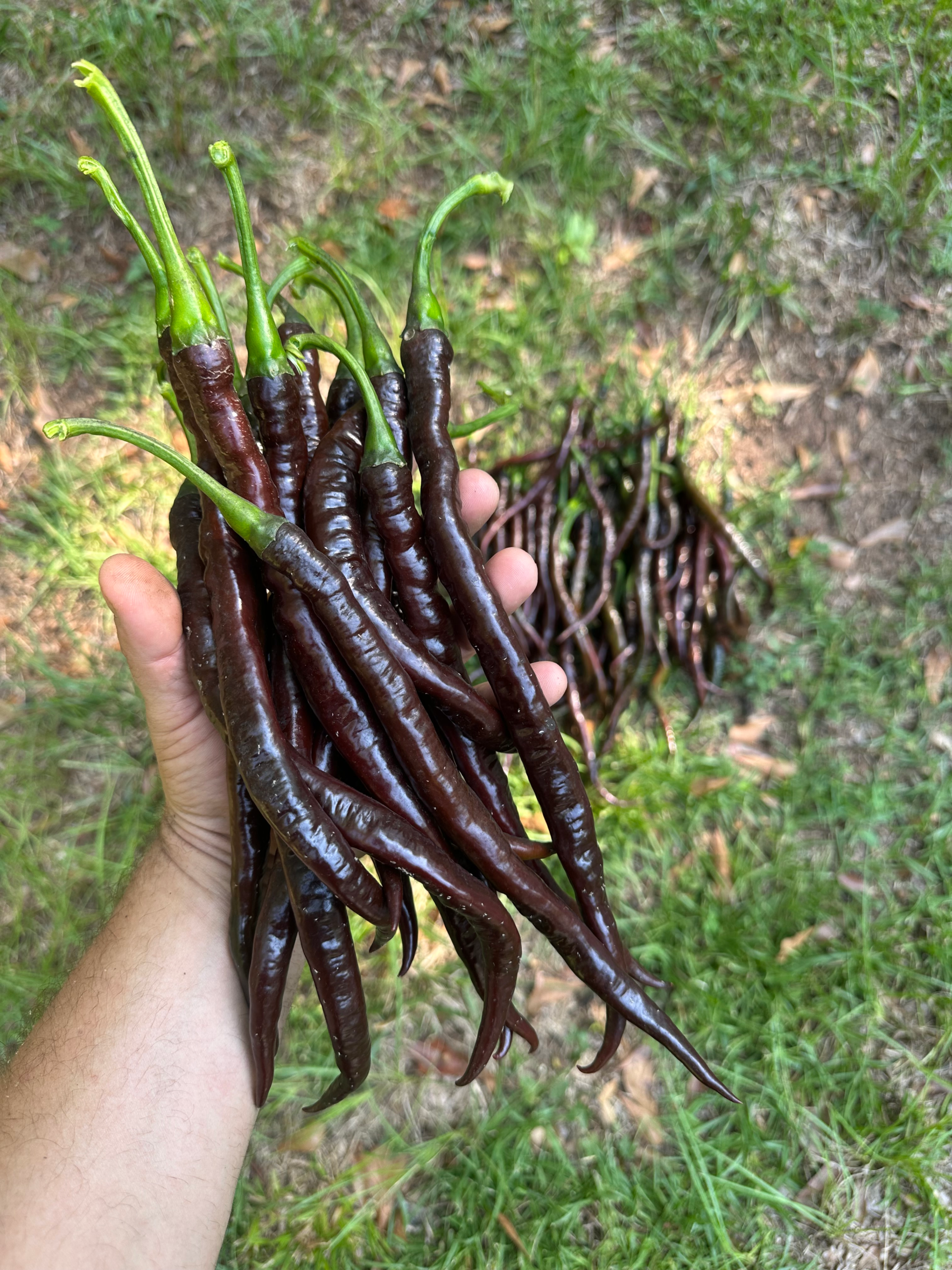 Lazzaretto Chocolate Pepper Seeds