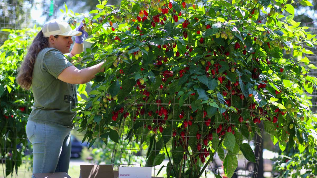 Mrs Pepper Guru harvesting a first-season pepper plant just 4 months after sowing seeds.