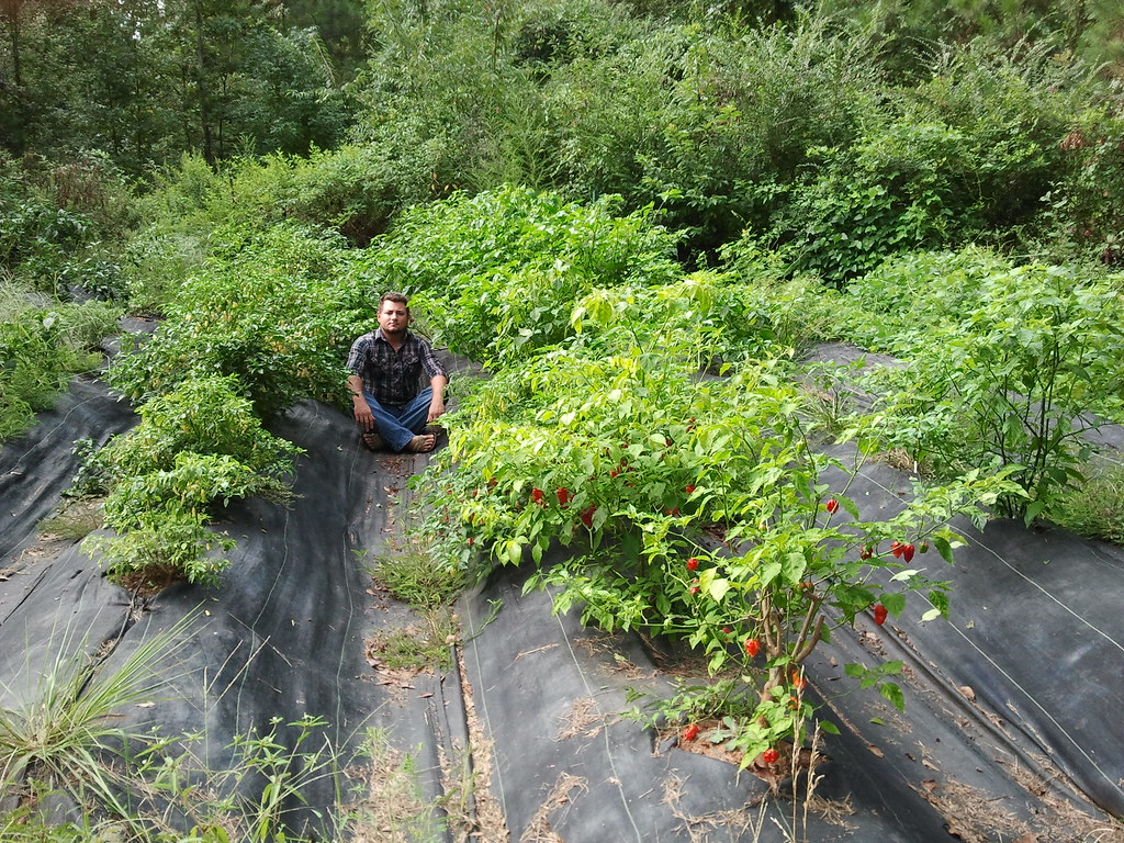 Pepper Guru among rows of overwintered pepper plants. Productive by most standards, but nowhere near the size or yields of the first-year plants pictured below. Heavy pruning permanently alters a plant's architecture, limiting the growth potential it once had.