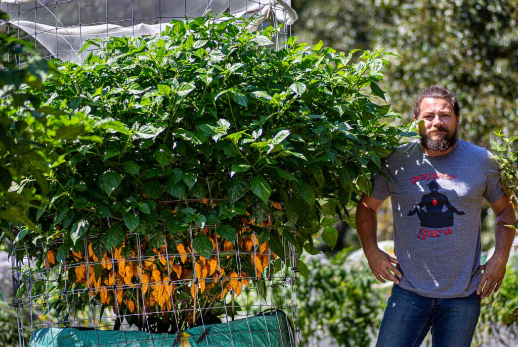 Pepper Guru and 4 month old Fatalii plant. Do your overwintered plants ever look like this?