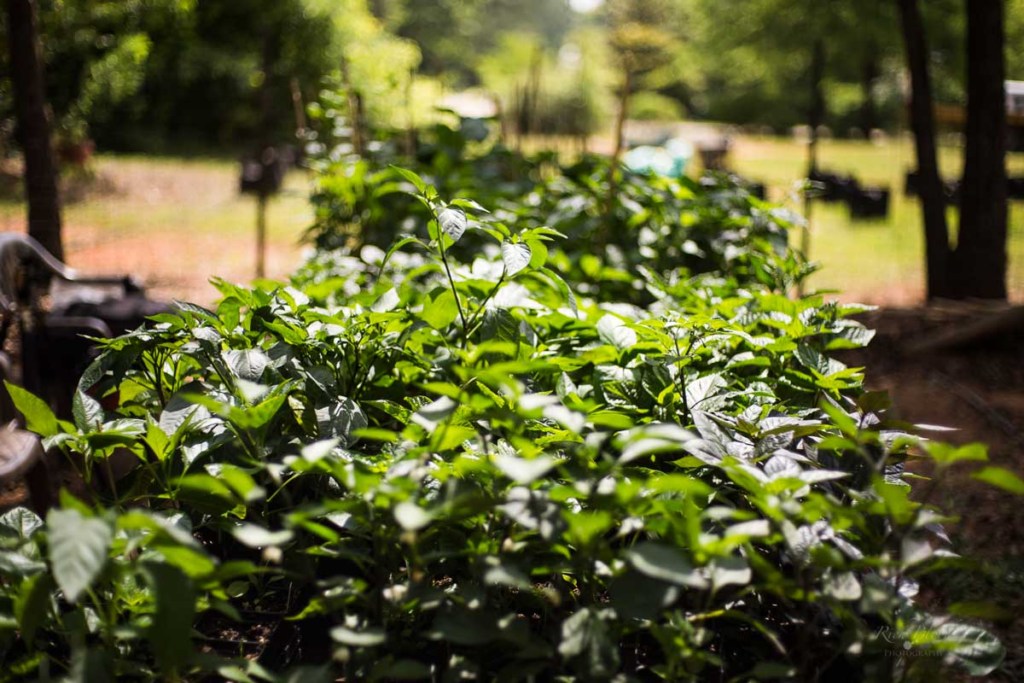 Pepper seedlings ready for plant out in just four weeks from sowing.