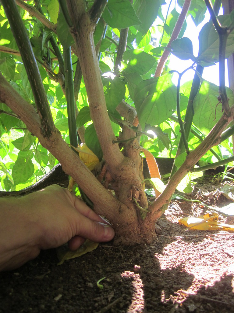 The lignified, woody trunks of heavily pruned, overwintered pepper plants can limit the development of new growth nodes.