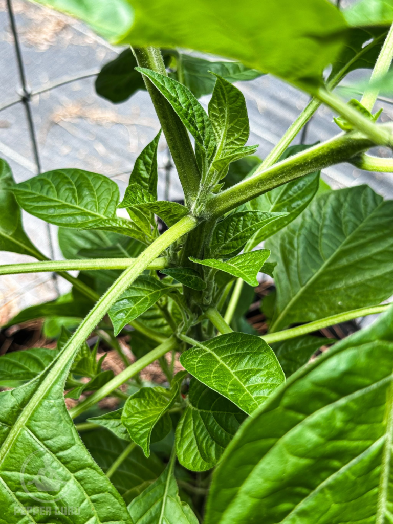 A vigorously grown, untopped pepper plant developing lateral branches without sacrificing its main growing point.