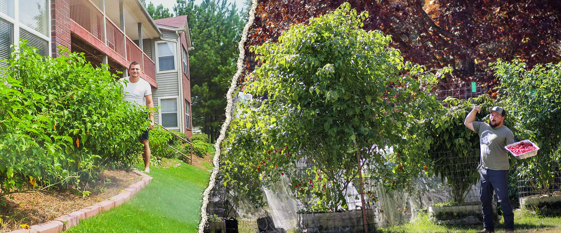 Pepper Guru beside overwintered pepper plants in 2005 compared with towering, productive first-year pepper plants in 2025.