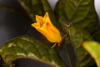 IMG 5602 IMG 5602