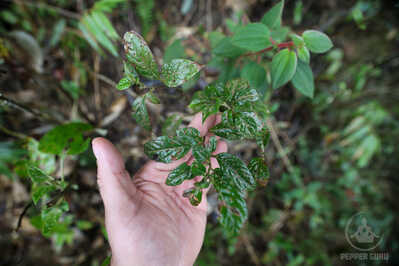 IMG 5584 IMG 5584