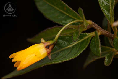 IMG 5581 IMG 5581