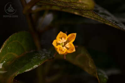 IMG 5603 IMG 5603